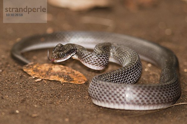 Weißlippen-Schlange (Crotaphopeltis hotamboeia)  Kilombero-Tal  Tansania  Afrika