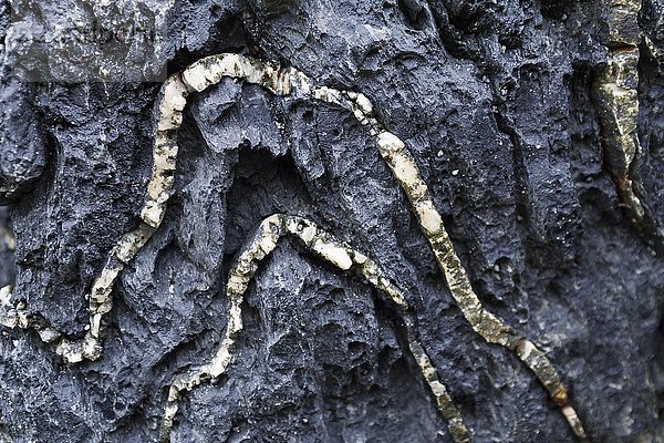 Detail  gefaltete Quarzadern in schwarzem metamorphen Gestein  Teil von Rhinns Complex  Saligo Bay  Isle of Islay  Innere Hebriden  Schottland  Großbritannien  Europa