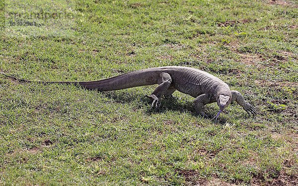 Bengalenwaran (Varanus bengalensis)  adult auf Nahrungssuche  züngelt  Udawalawe Nationalpark  Sri Lanka  Asien