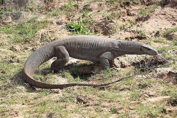 Bengalenwaran (Varanus bengalensis)  adult auf Nahrungssuche  züngelt  Udawalawe Nationalpark  Sri Lanka  Asien