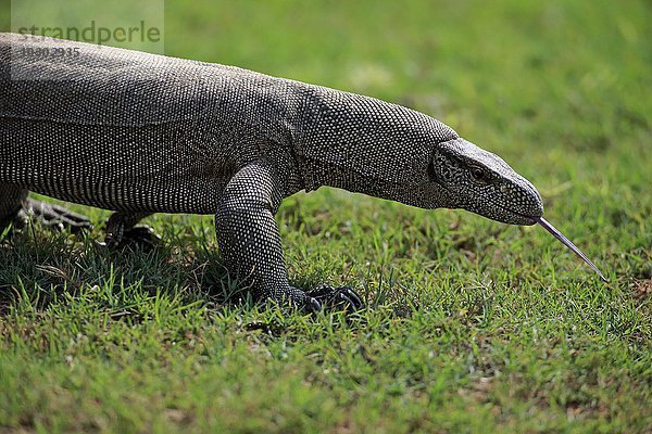 Bengalenwaran (Varanus bengalensis)  adult auf Nahrungssuche  züngelt  Udawalawe Nationalpark  Sri Lanka  Asien