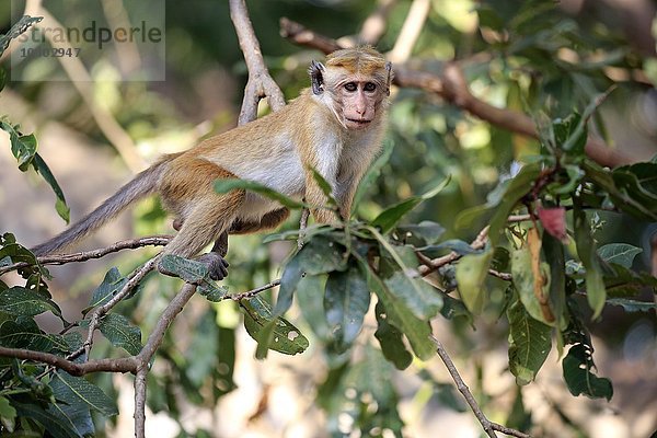 Ceylon Hutaffe (Macaca sinica)  adult  klettert im Baum  Yala Nationalpark  Sri Lanka  Asien