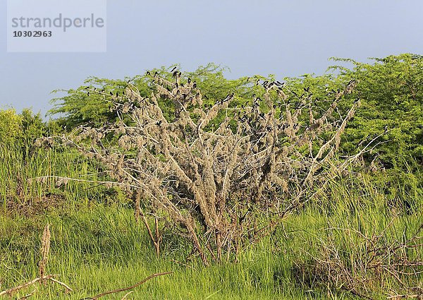 Rauchschwalben (Hirundo rustica)  Schwarm auf Baum  Winterquartier  Bundala Nationalpark  Sri Lanka  Asien