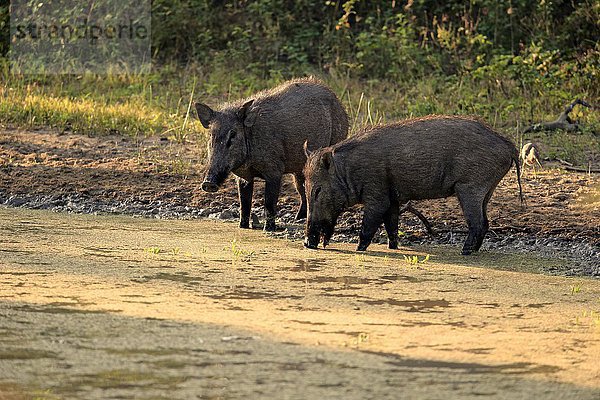 Wildschwein  (Sus scrofa affinis)  Sri Lanka Wildschwein  Paar am Wasser  trinkend  Yala Nationalpark  Sri Lanka  Asien