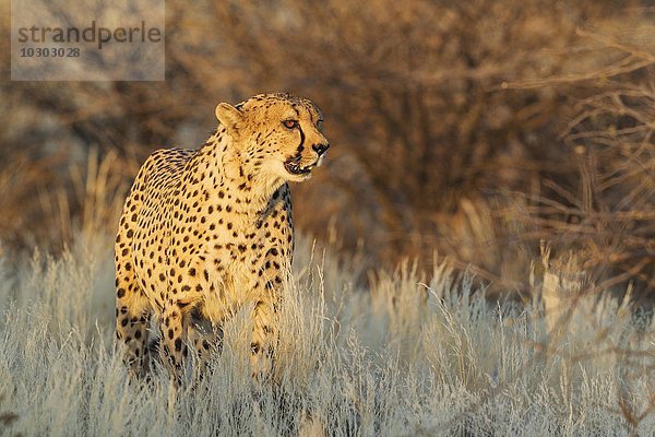 Gepard (Acinonyx jubatus)  Männchen im hohen Gras  captive  Namibia  Afrika