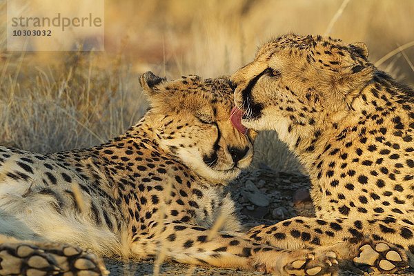 Geparden (Acinonyx jubatus)  Männchen bei der Fellpflege  captive  Namibia  Afrika