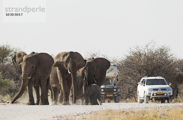 Afrikanische Elefanten (Loxodonta africana)  Herde auf einem Schotterweg unterwegs zum Wasserloch  Touristen-Fahrzeuge  Etosha-Nationalpark  Namibia  Afrika