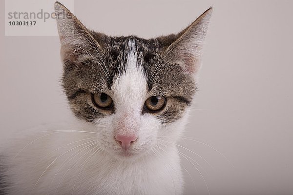 Junge Katze  weiß-getigert  männlich  Portrait