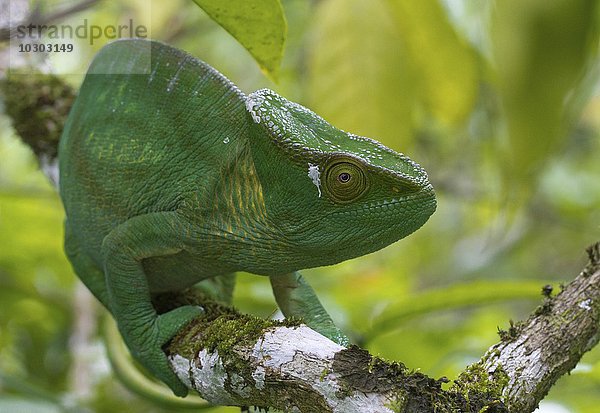 Parsons Chamäleon (Calumma parsonii parsonii)  Weibchen  Vohimana Wälder  Ost-Madagaskar  Madagaskar  Afrika