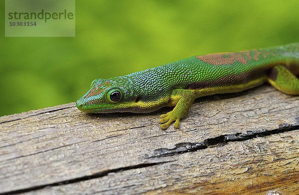 Streifen-Taggecko (Phelsuma lineata)  Andasibe Nationalpark  Madagaskar  Afrika