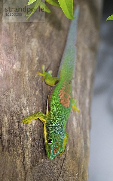 Streifen-Taggecko (Phelsuma lineata)  Andasibe Nationalpark  Madagaskar  Afrika