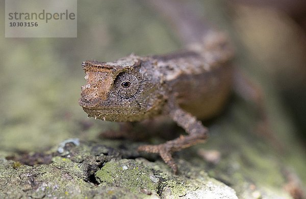 Erdchamäleon (Brookesia thieli)  Andasibe Nationalpark  Ost-Madagaskar  Madagaskar  Afrika