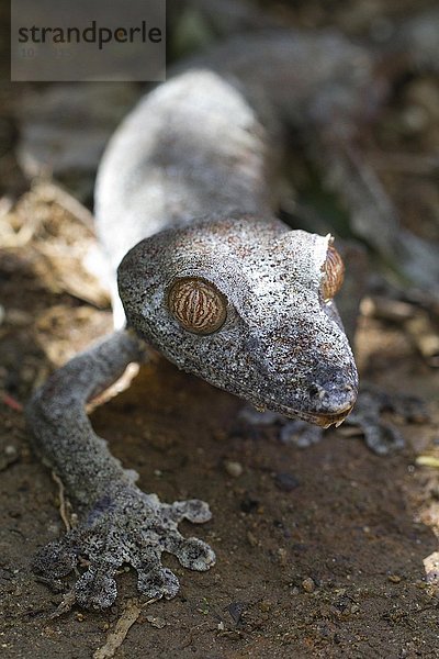 Blattschwanzgecko (Uroplatus fimbriatus)  Insel Nosy Mangabe  Madagaskar  Afrika