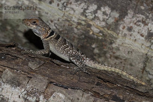 Großer Madagaskarleguan (Oplurus cuvieri)  Nationalpark Ankarafantsika  West-Madagaskar  Madagaskar  Afrika