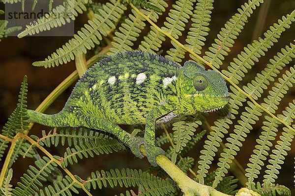 Riesenchamäleon (Furcifer oustaleti)  Männchen  subadult  Ivato  Antananarivo  zentrales Hochland  Madagaskar  Afrika