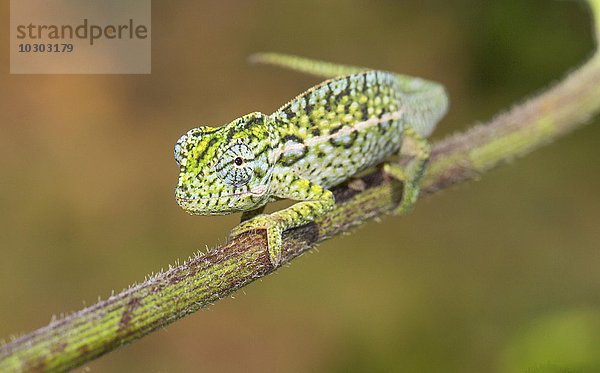 Teppichchamäleon (Furcifer lateralis)  Männchen  zentrales Hochland  Madagaskar  Afrika