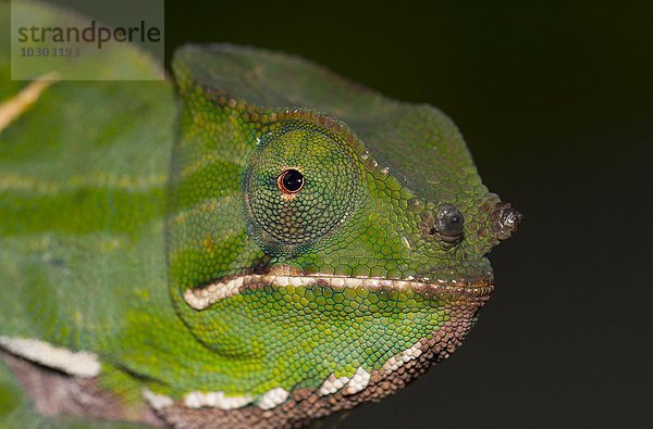 Chamäleon (Furcifer balteatus)  junges Männchen  Regenwald von Ranomafana  südliches Hochland  Madagaskar  Afrika