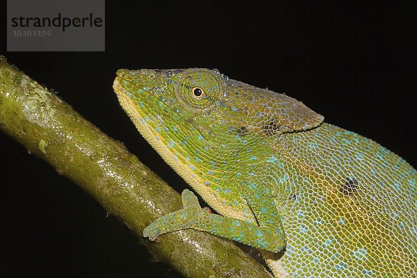 Chamäleon (Calumma glawi)  Männchen  Regenwald von Ranomafana  südliches Hochland  Madagaskar  Afrika