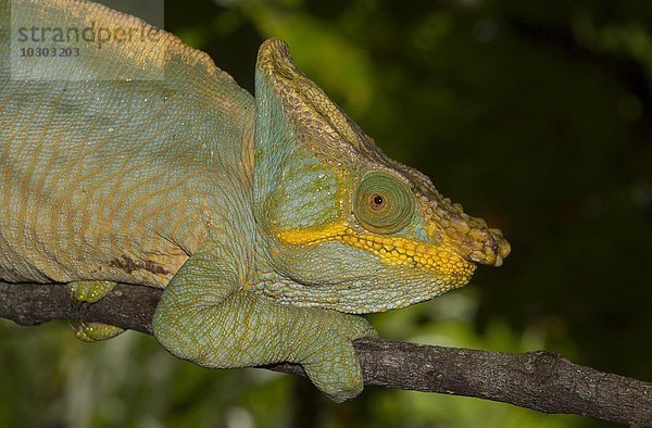 Parsons Chamäleon (Calumma parsonii parsonii)  Männchen  Farbvariante yellow lip  Regenwald von Ranomafana  südliches Hochland  Madagaskar  Afrika