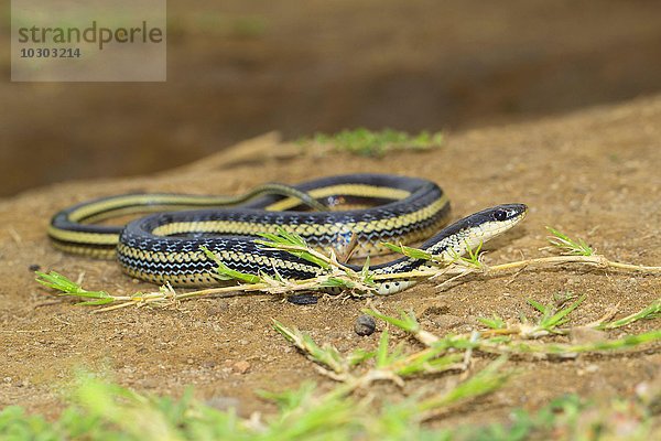 Schlange (Thamnosophis lateralis)  südliches Hochland  Madagaskar  Afrika