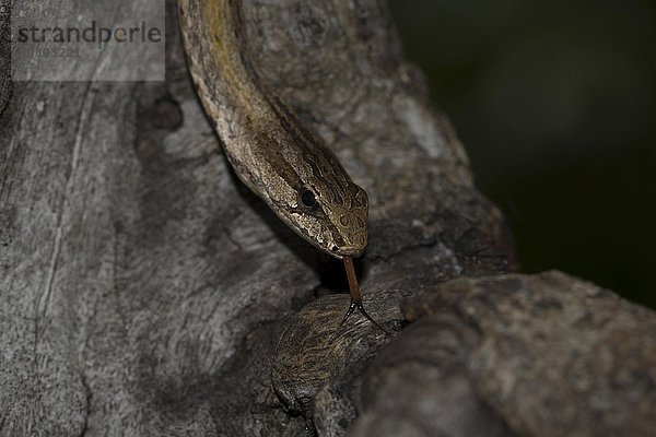 Mahafalynatter (Mimophis mahfalensis)  Isalo Nationalpark  Madagaskar  Afrika