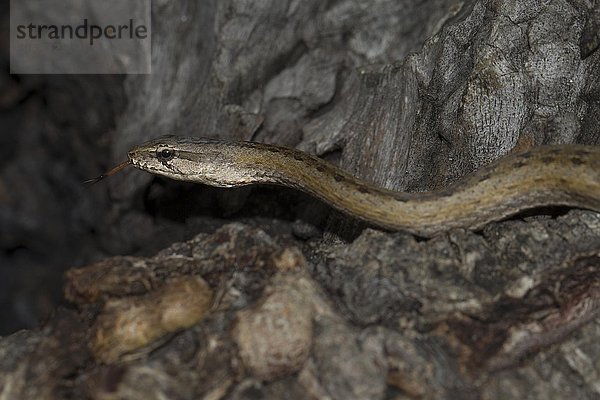 Mahafalynatter (Mimophis mahfalensis)  Isalo Nationalpark  Madagaskar  Afrika