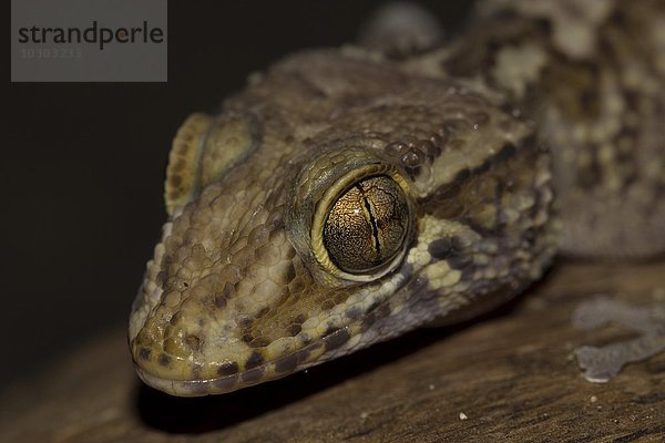 Großkopfgecko (Paroedura bastardi)  Isalo Nationalpark  Madagaskar  Afrika