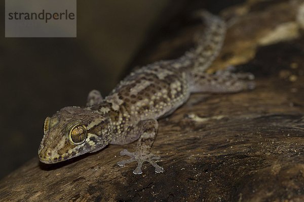 Großkopfgecko (Paroedura bastardi)  Isalo Nationalpark  Madagaskar  Afrika