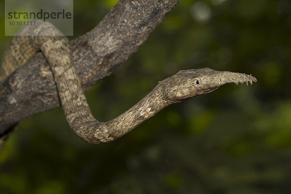 Blattnasennatter (Langaha madagascariensis) im Trockenwald von Zombitse-Vohibasia National Park  Madagaskar  Afrika