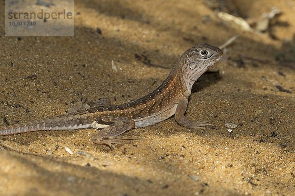 Madagaskar-Sandleguan (Chalarodon madagascariensis)  Ifaty-Mangily  Süd-Madagaskar  Madagaskar  Afrika