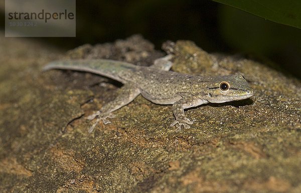 Glattbäuchiger Taggecko (Phelsuma modesta leiogaster)  auf Baumstamm  Weibchen  Ifaty-Mangily  Süd-Madagaskar  Madagaskar  Afrika