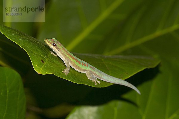 Glattbäuchiger Taggecko (Phelsuma modesta leiogaster)  auf Blatt  Männchen  Ifaty-Mangily  Süd-Madagaskar  Madagaskar  Afrika