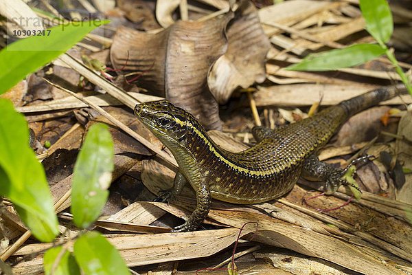 Madagaskar-Ringel-Schildechse (Zonosaurus madagascariensis)  im Laub  Bucht von Antongil  Insel Nosy Mangabe  Madagaskar  Afrika