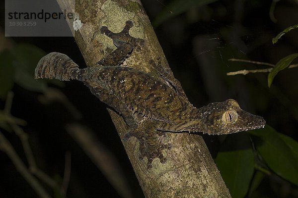 Blattschwanzgecko (Uroplatus fimbriatus)  auf Ast  Insel Nosy Mangabe  Bucht von Antongil  Madagaskar  Afrika