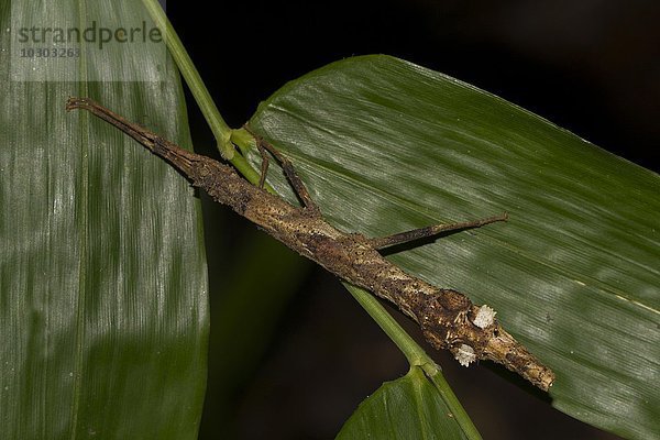 Stabschrecke (Pseudodatames memorabilis) auf Blatt  Insel Nosy Mangabe  Madagaskar  Afrika