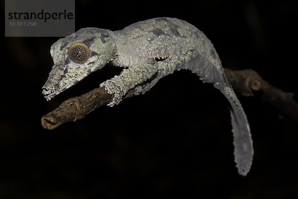 Blattschwanzgecko (Uroplatus giganteus)  Jungtier  Regenwald von Marojejy Nationalpark  Madagaskar  Afrika