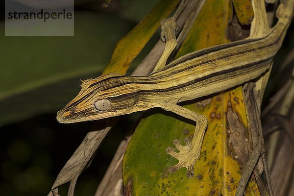 Blattschwanzgecko (Uroplatus lineatus)  Weibchen  Regenwald von Marojejy Nationalpark  Madagaskar  Afrika