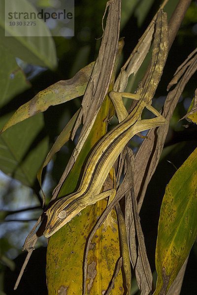 Blattschwanzgecko (Uroplatus lineatus)  Weibchen  Regenwald von Marojejy Nationalpark  Madagaskar  Afrika