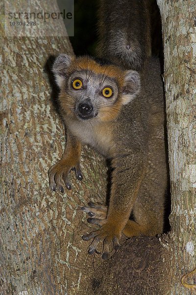 Kronenmaki (Eulemur coronatus)  Weibchen auf Baum  Nordost-Madagaskar  Madagaskar  Afrika