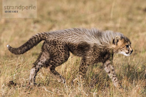 Gepard (Acinonyx jubatus)  sechs Wochen altes Gepardenbaby erkundet seine Umgebung  Maasai Mara  Narok County  Kenia  Afrika