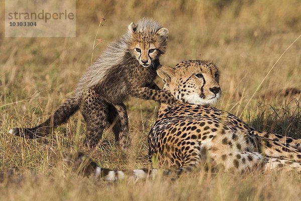 Geparden (Acinonyx jubatus)  sechs Wochen altes Gepardenbaby spielt mit seiner Mutter  Maasai Mara  Narok County  Kenia  Afrika