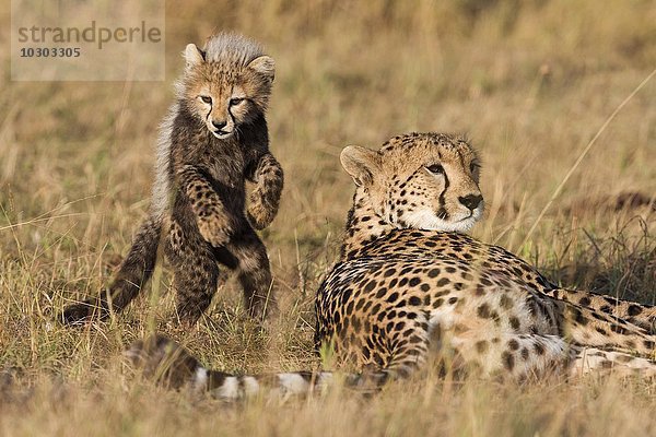 Geparden (Acinonyx jubatus)  sechs Wochen altes Gepardenbaby spielt mit seiner Mutter  Maasai Mara  Narok County  Kenia  Afrika