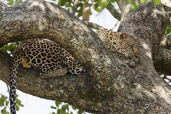 Leopard (Panthera pardus)  Männchen liegt relaxt in einem Leberwurstbaum (Kigelia africana)  Masai Mara  Narok County  Kenia  Afrika