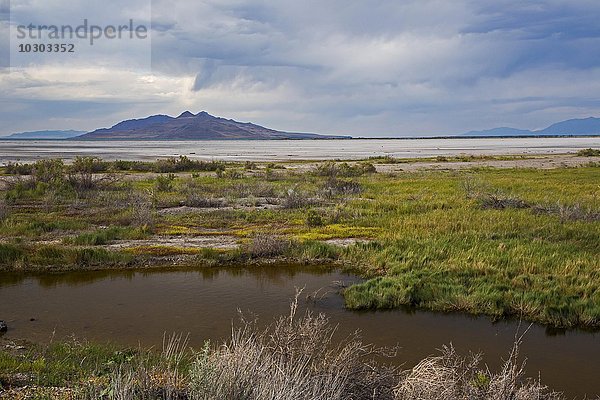 Gebiet am Lee Creek  am Rande vom Great Salt Lake  wird von der Umweltorganisation Audobon als Naturschutzgebiet verwaltet  Salt Lake City  Utah  USA  Nordamerika