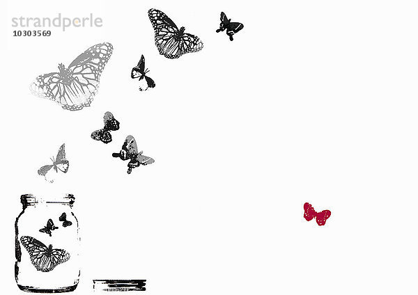 Roter Schmetterling neben schwarzen und weißen Schmetterlingen  die aus einem Einmachglas fliegen