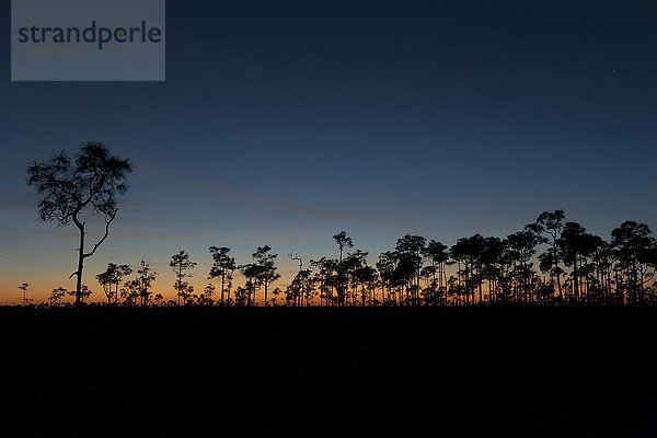 Bäume in der Dämmerung hinterleuchtet  Everglades National Park  Florida  USA