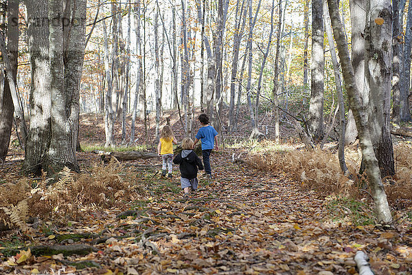 Kinder erkunden im Wald