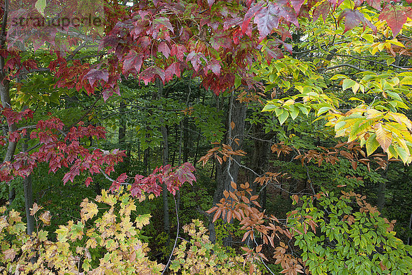 Bäume mit Herbstlaub