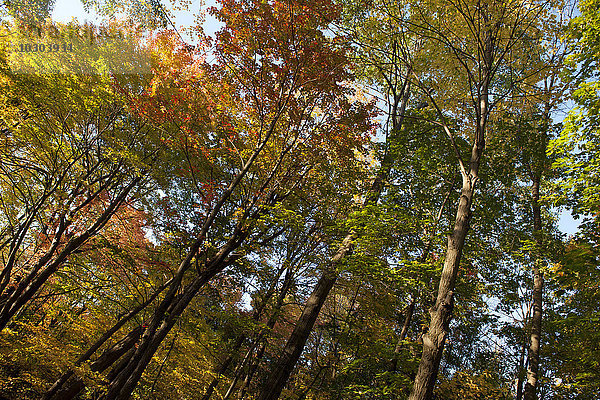 Bäume im Herbst  Tiefblick