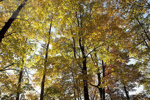 Sonnenlicht durch die Bäume im Herbst